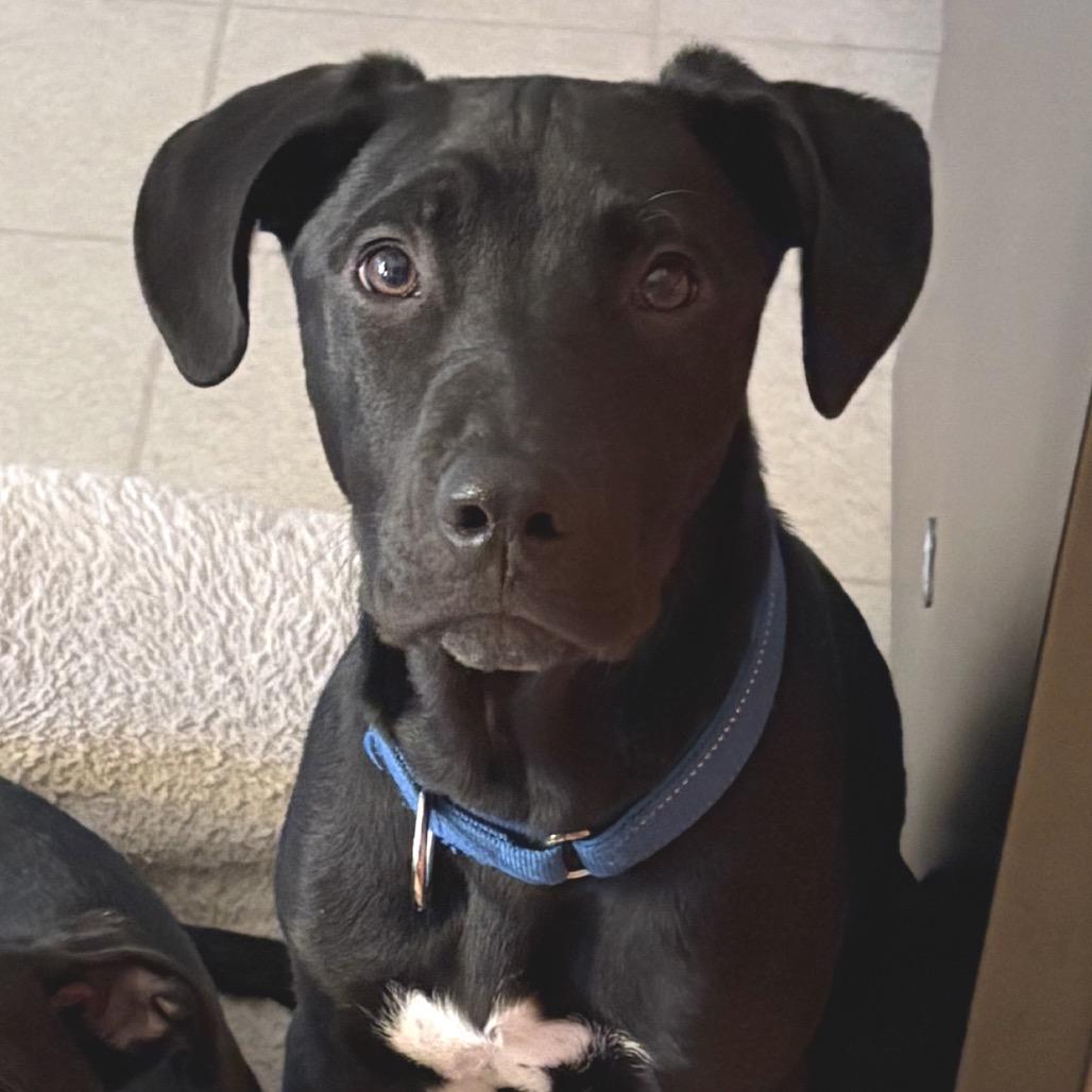 Enlarge Weezle, a Adoptable mixed breed in Staten Island, NY image 4/6