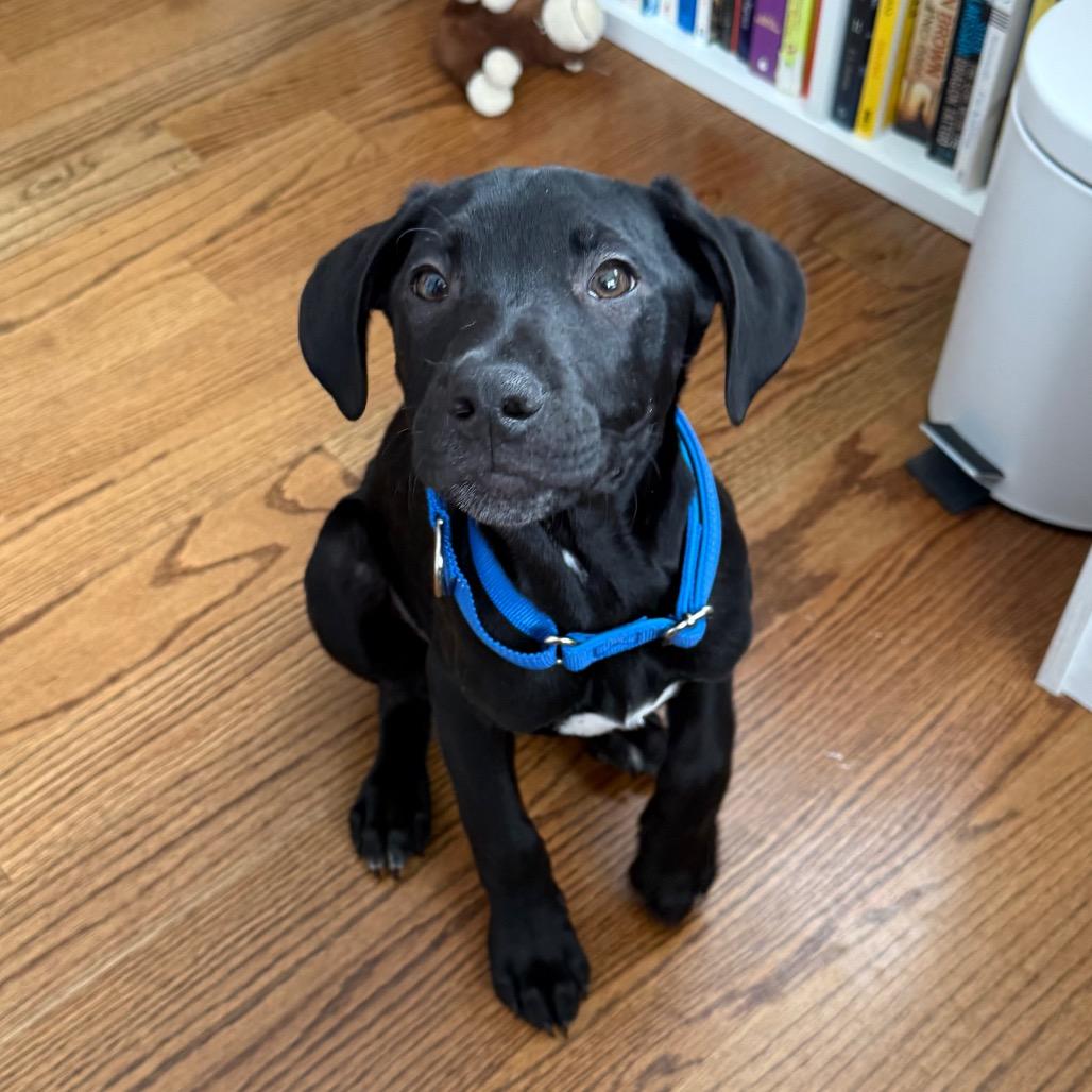 Enlarge Weezle, a Adoptable mixed breed in Staten Island, NY image 5/6