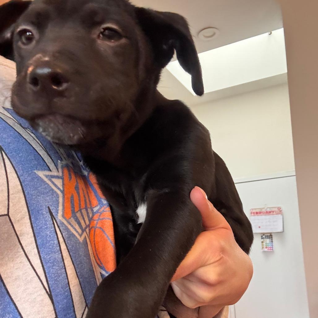 Enlarge Weezle, a Adoptable mixed breed in Staten Island, NY image 6/6