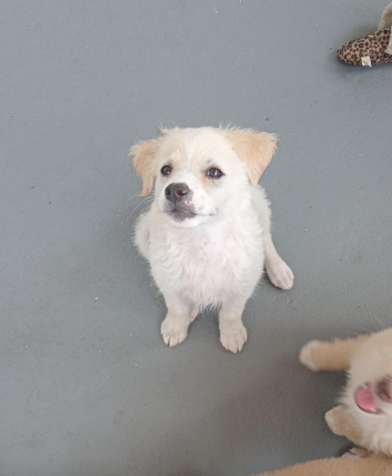 COTTON, a Adoptable mixed breed in Annapolis, MD image 2/3