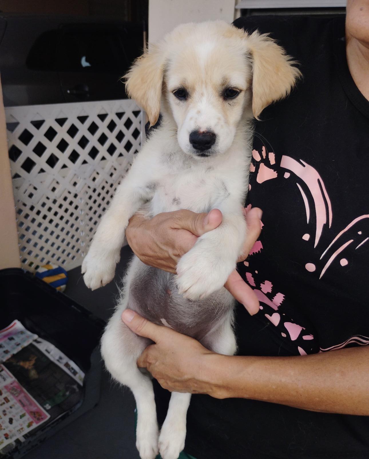 COTTON, a Adoptable mixed breed in Annapolis, MD image 1/3