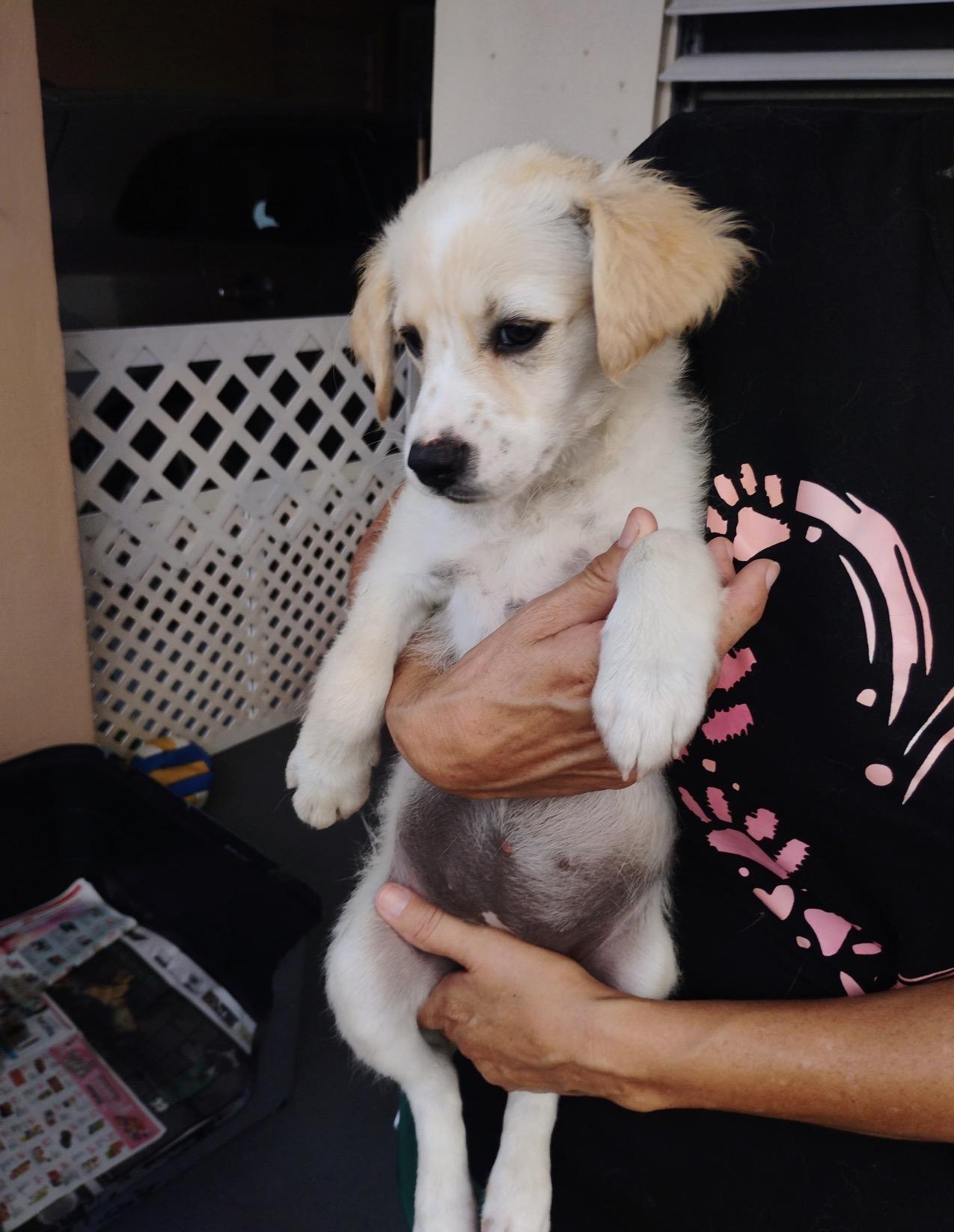 COTTON, a Adoptable mixed breed in Annapolis, MD image 3/3