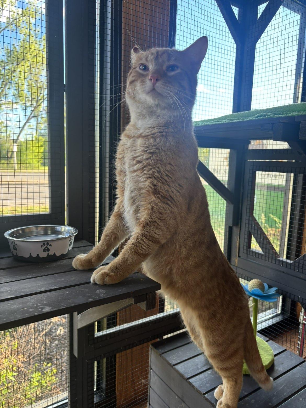 Sweeper, a ADOPTABLE Domestic Short Hair in Pardeeville, WI image 2/3