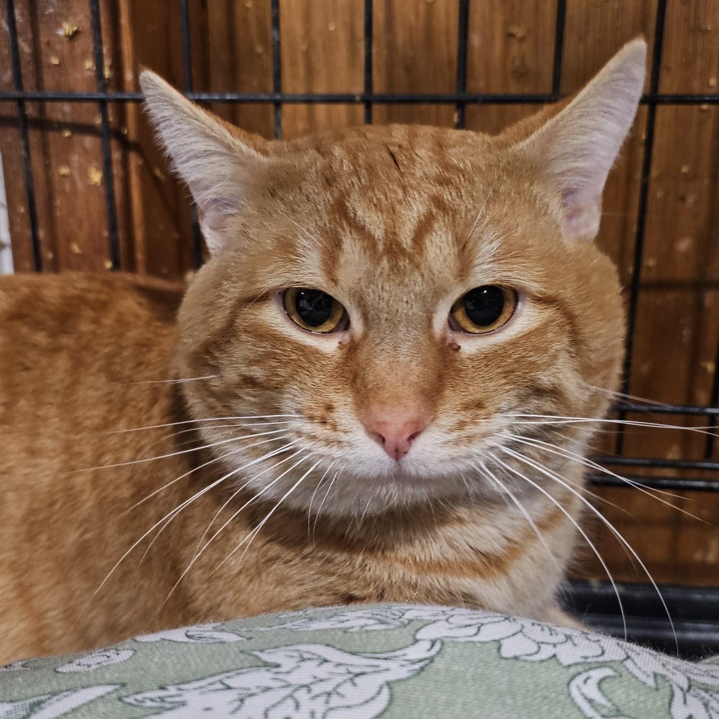 Sweeper, a ADOPTABLE Domestic Short Hair in Pardeeville, WI image 1/3
