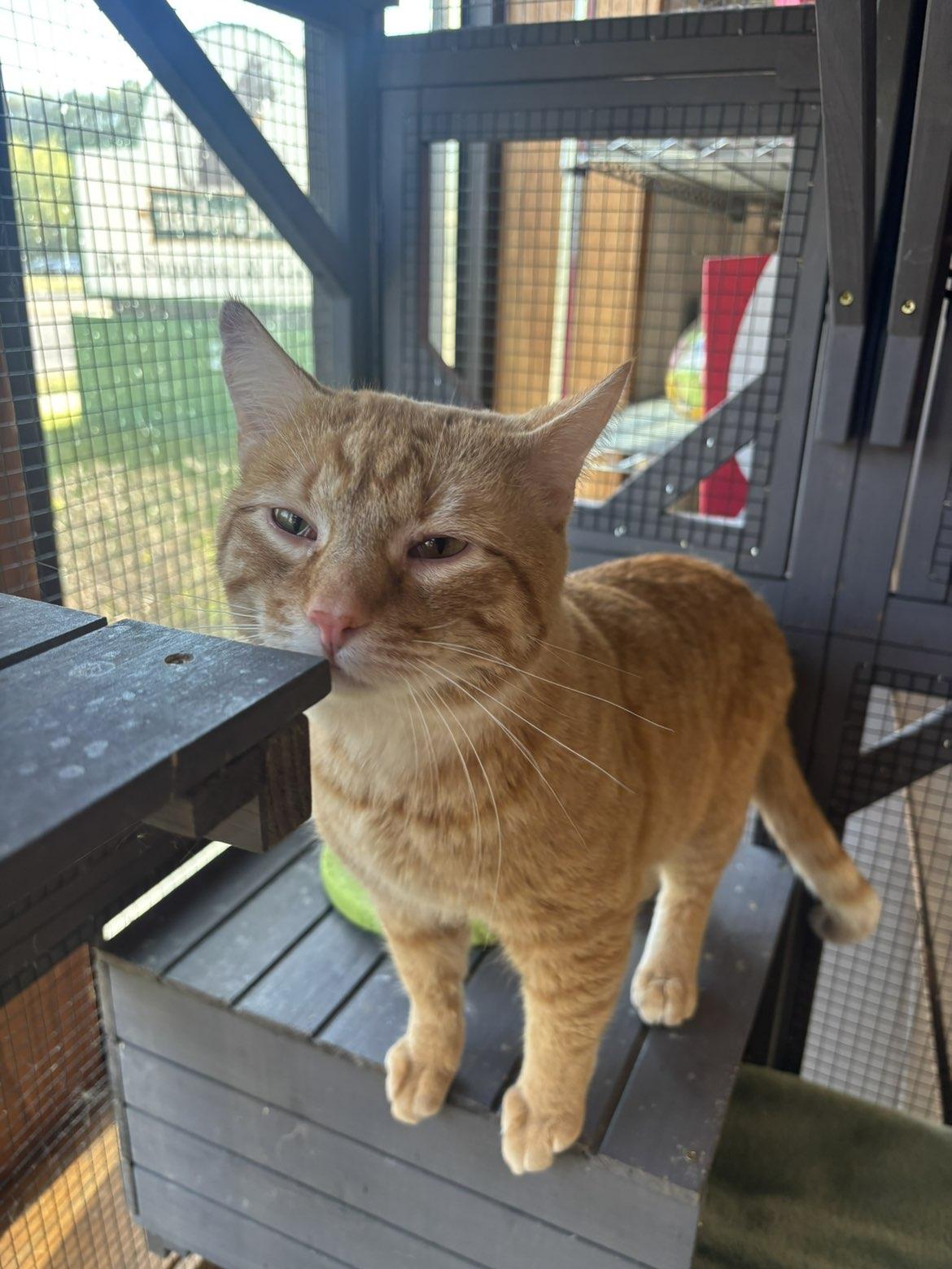 Sweeper, a ADOPTABLE Domestic Short Hair in Pardeeville, WI image 3/3