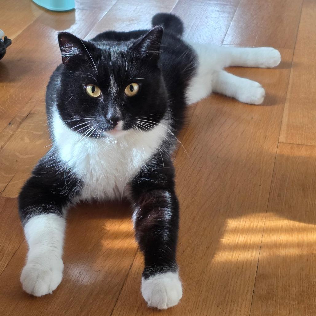 Enlarge Charley, a Adoptable Domestic Short Hair in Chaska, MN image 1/3