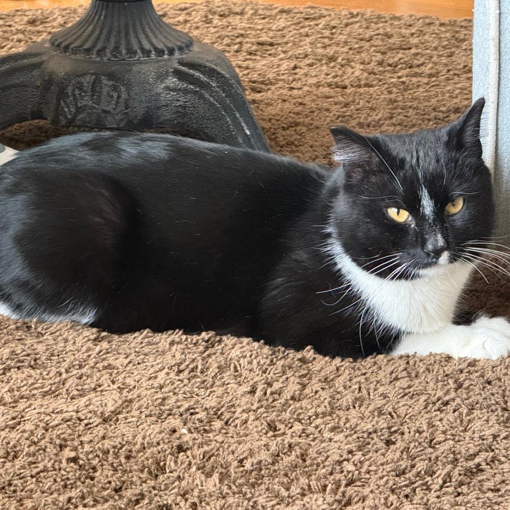 Enlarge Charley, a Adoptable Domestic Short Hair in Chaska, MN image 2/3