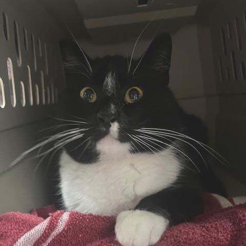 Enlarge Charley, a Adoptable Domestic Short Hair in Chaska, MN image 3/3