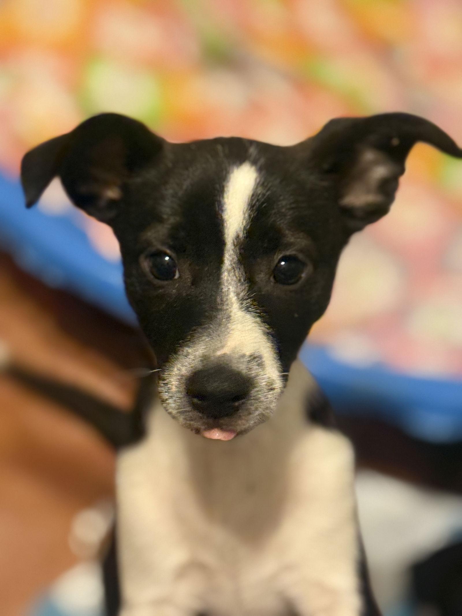 Enlarge Lilly, a Adopted mixed breed in Slidell, LA image 1/2