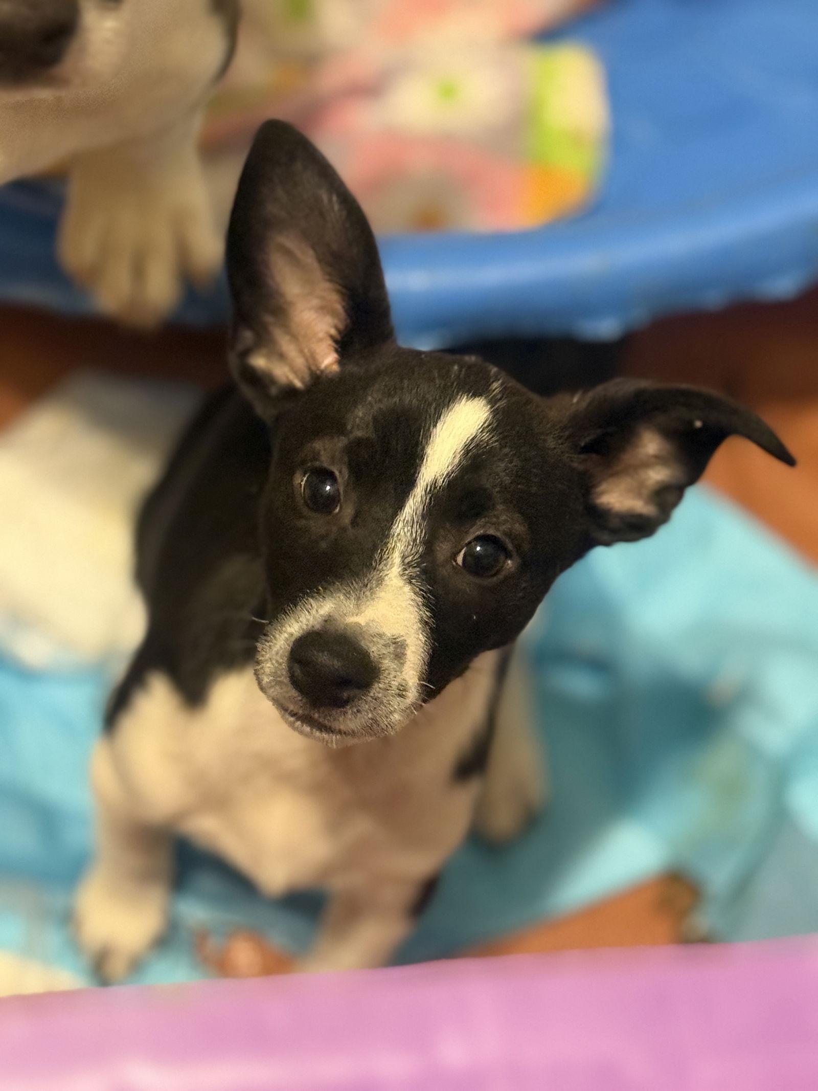 Enlarge Lilly, a Adopted mixed breed in Slidell, LA image 2/2