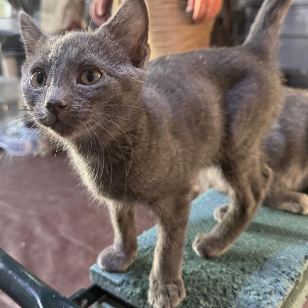 Enlarge Hitchy, a Adoptable American Shorthair in Glenelg, MD image 1/5
