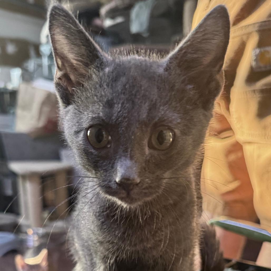 Enlarge Hitchy, a Adoptable American Shorthair in Glenelg, MD image 2/5