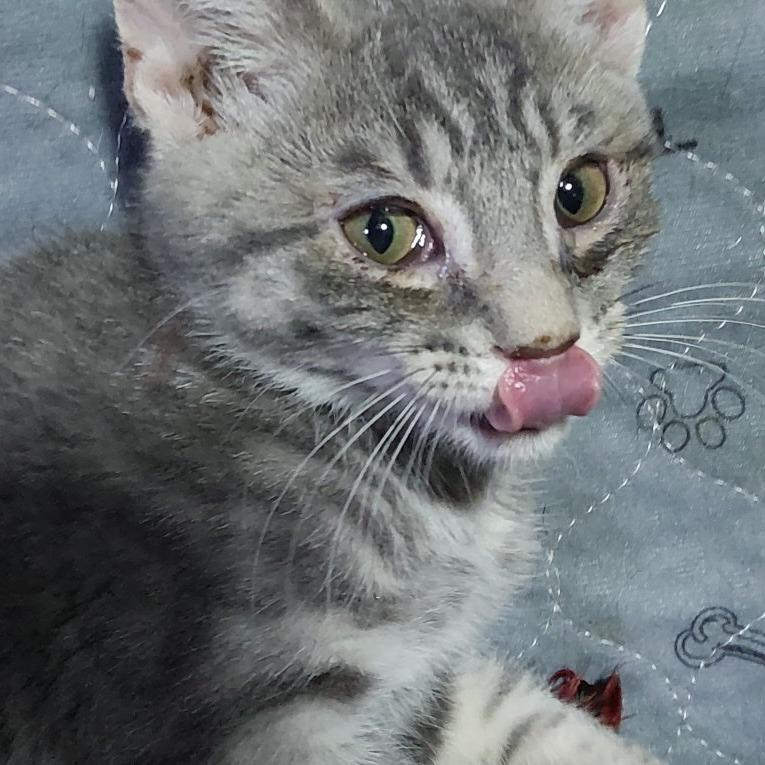 Enlarge Hitchy, a Adoptable American Shorthair in Glenelg, MD image 4/5