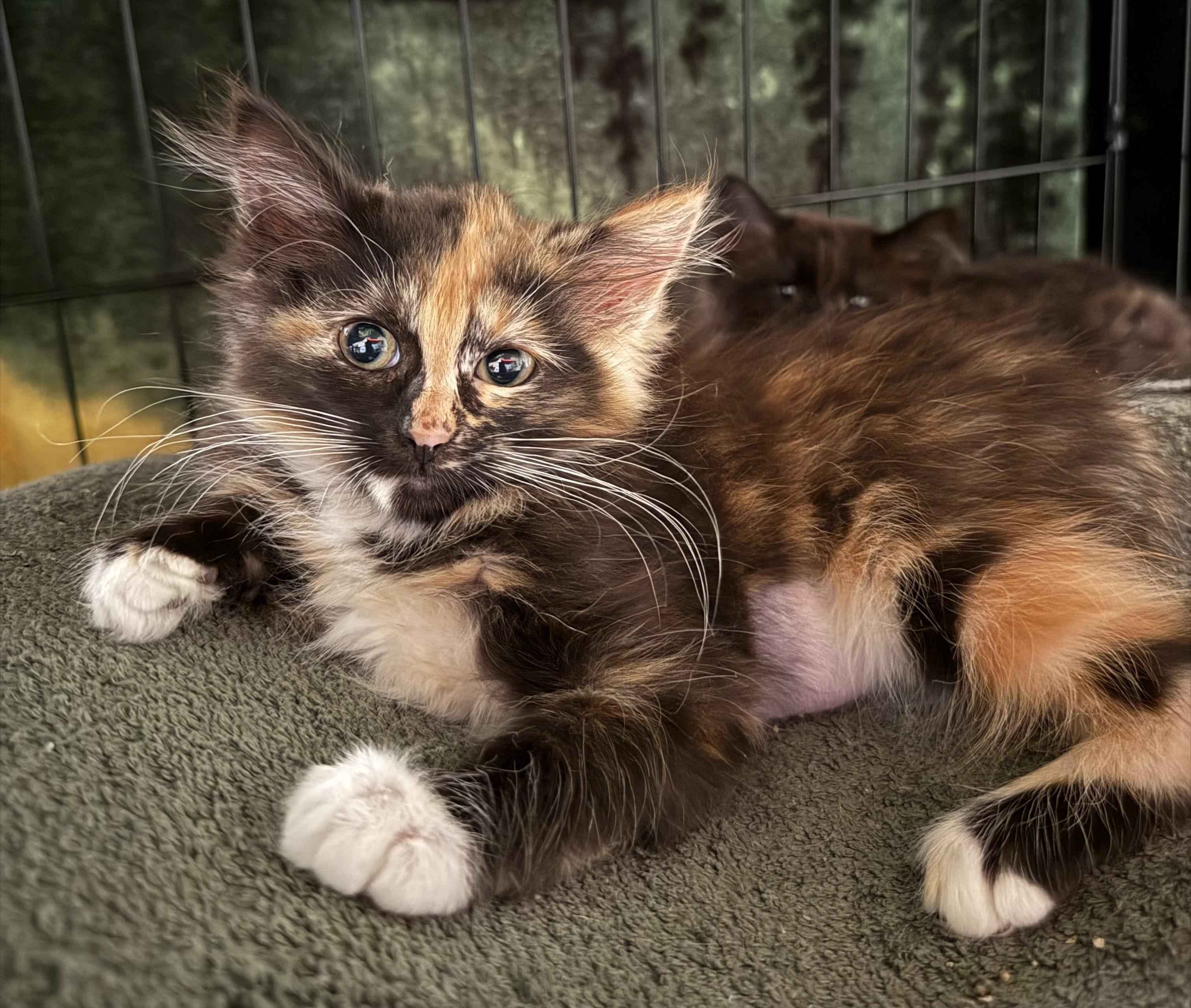 Sabrina, an adoptable Domestic Long Hair in Butte, MT, 59701 | Photo Image 2