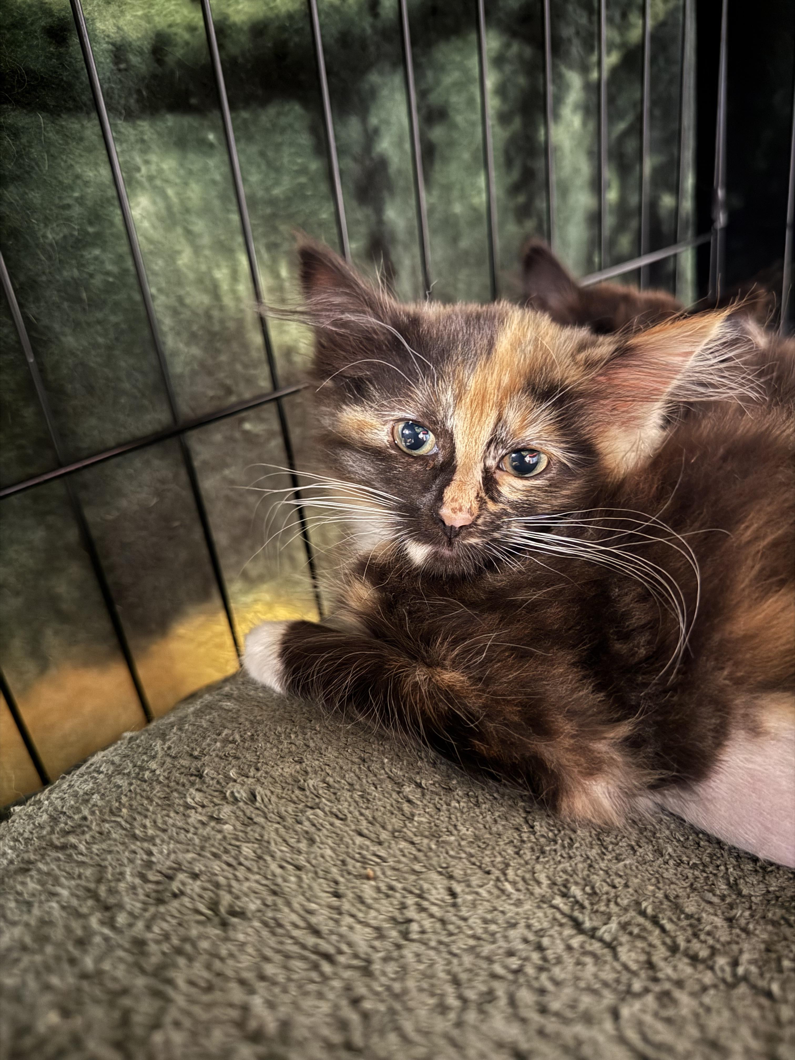 Sabrina, an adoptable Domestic Long Hair in Butte, MT, 59701 | Photo Image 3