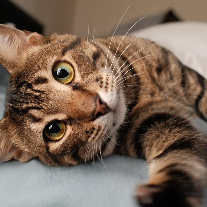 Gabriel — thumbnail 4