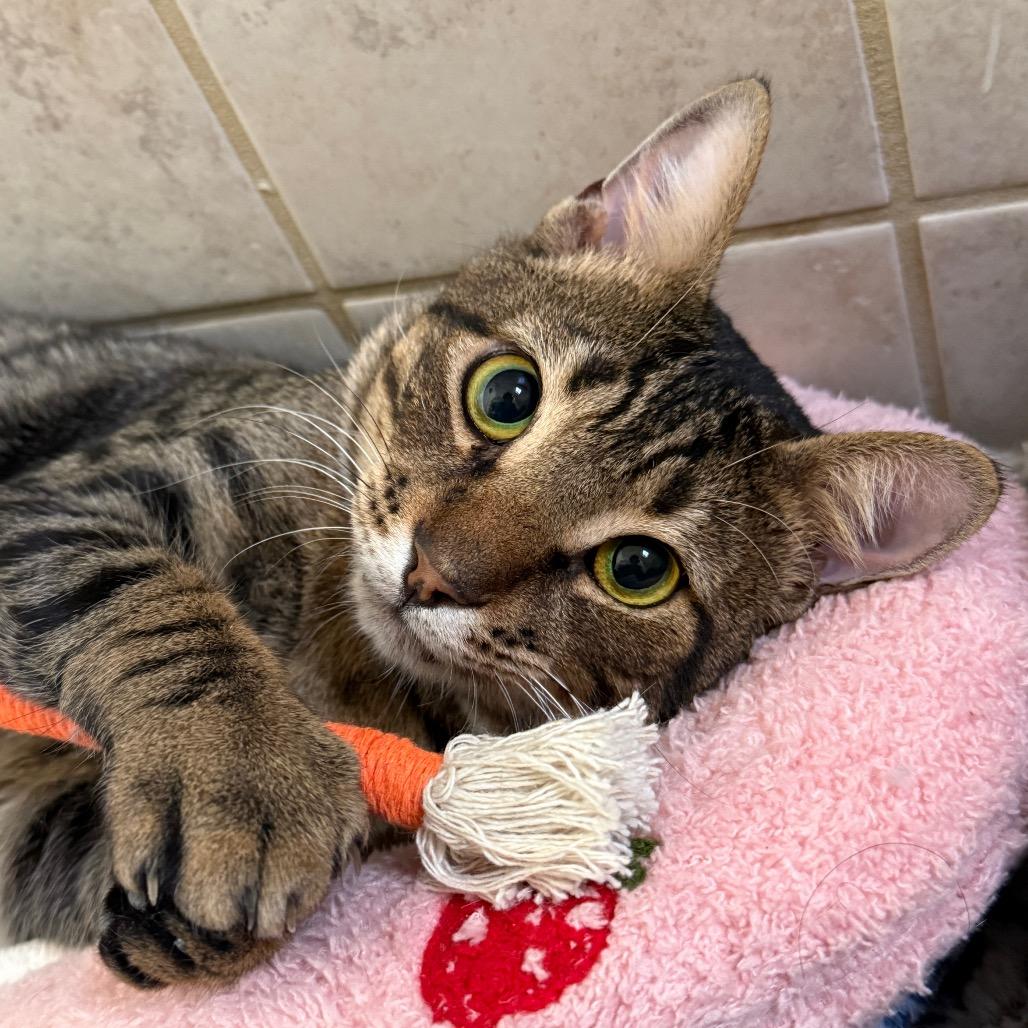 Gabriel — thumbnail 5