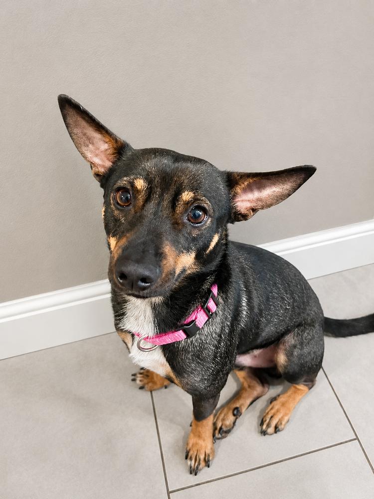 Lanier, Adoptable, Adult Male Terrier & Chihuahua.