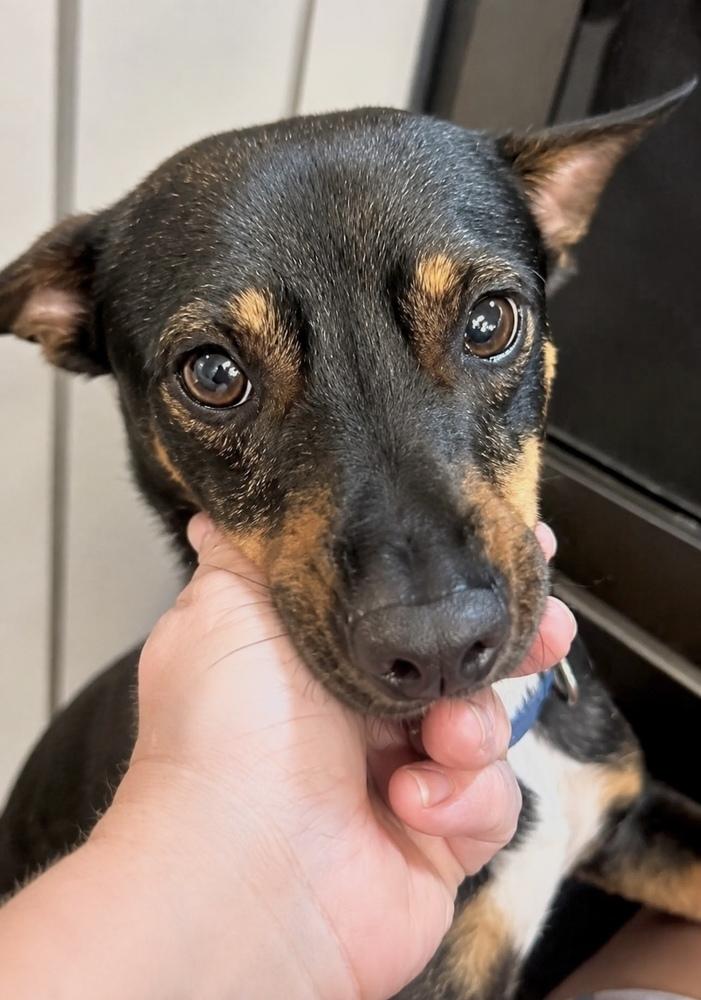 Enlarge Lanier, a Adoptable mixed breed in Saugus, MA image 2/4
