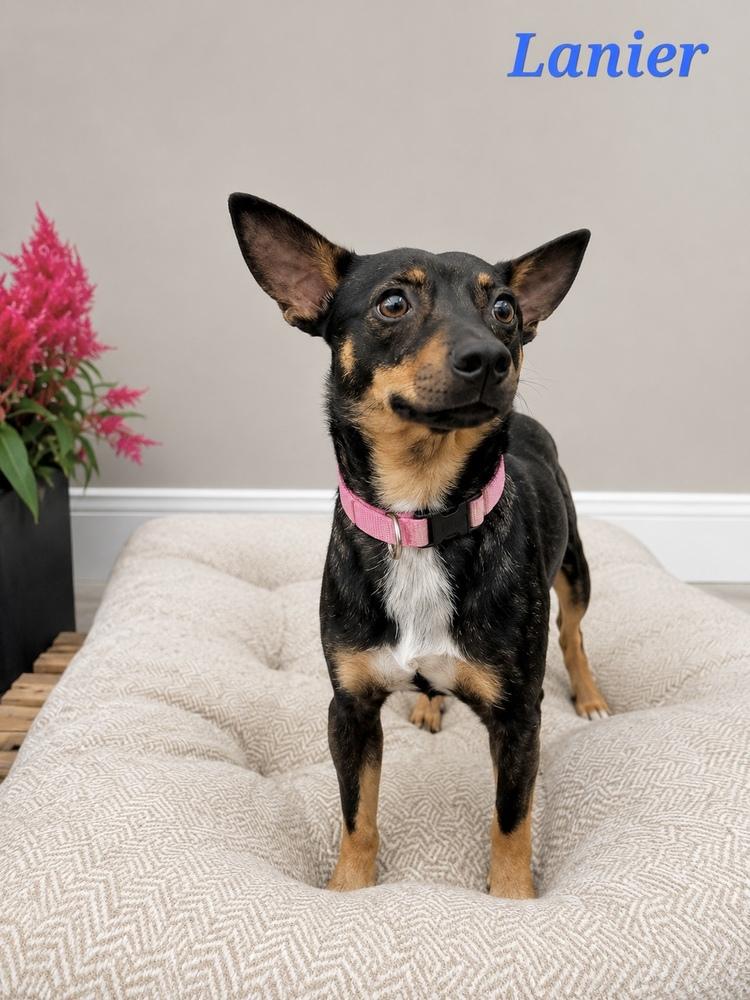 Enlarge Lanier, a Adoptable mixed breed in Saugus, MA image 3/4