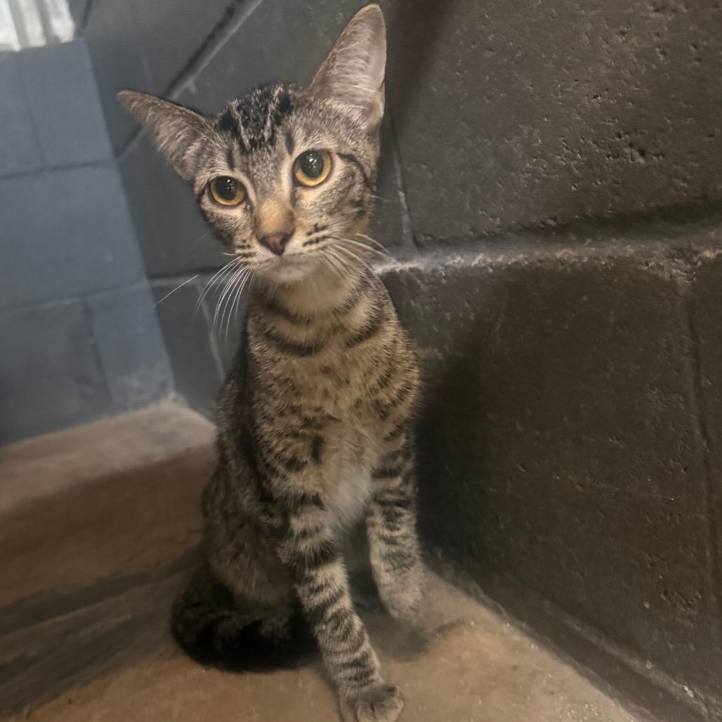 Enlarge starry, a Adoptable American Shorthair in Collinsville , OK image 1/2
