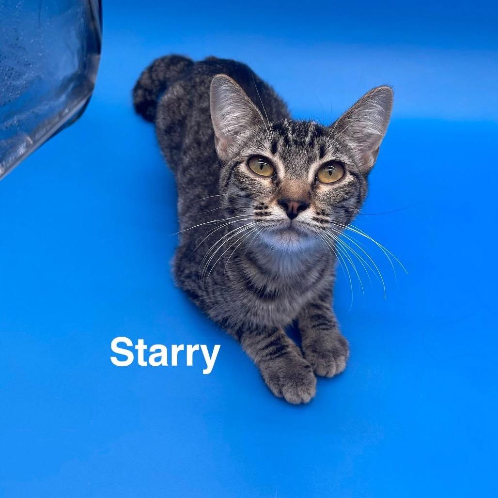 Enlarge starry, a Adoptable American Shorthair in Collinsville , OK image 2/2