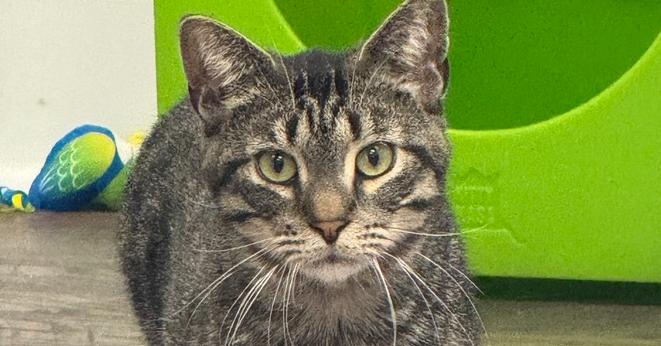 Saber, Adoptable, Adult Male Domestic Short Hair.