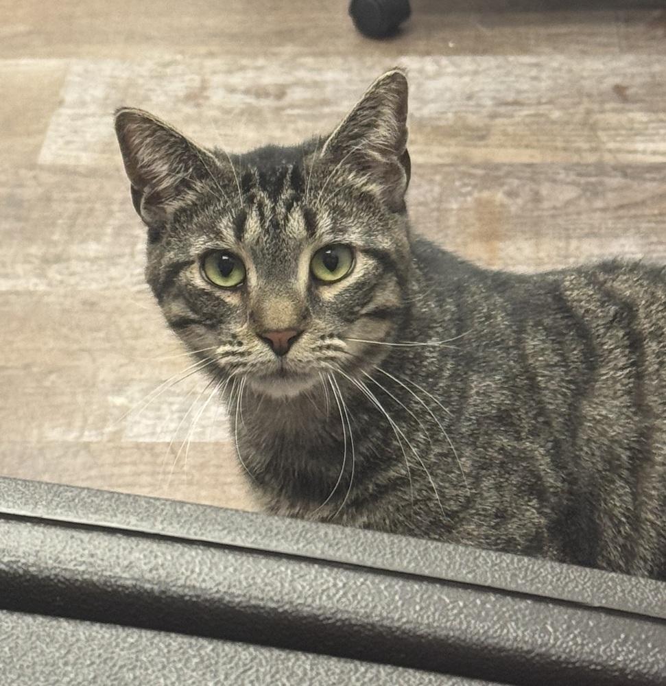 Enlarge Saber, a Adoptable mixed breed in Milltown, NJ image 3/6