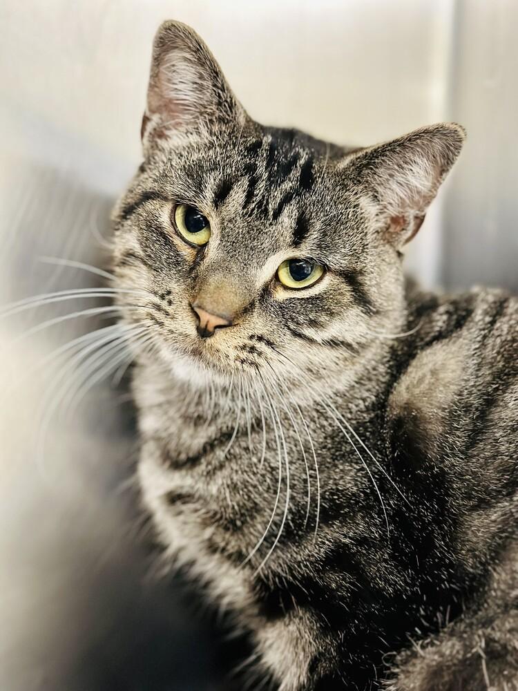 Enlarge Saber, a Adoptable mixed breed in Milltown, NJ image 5/6