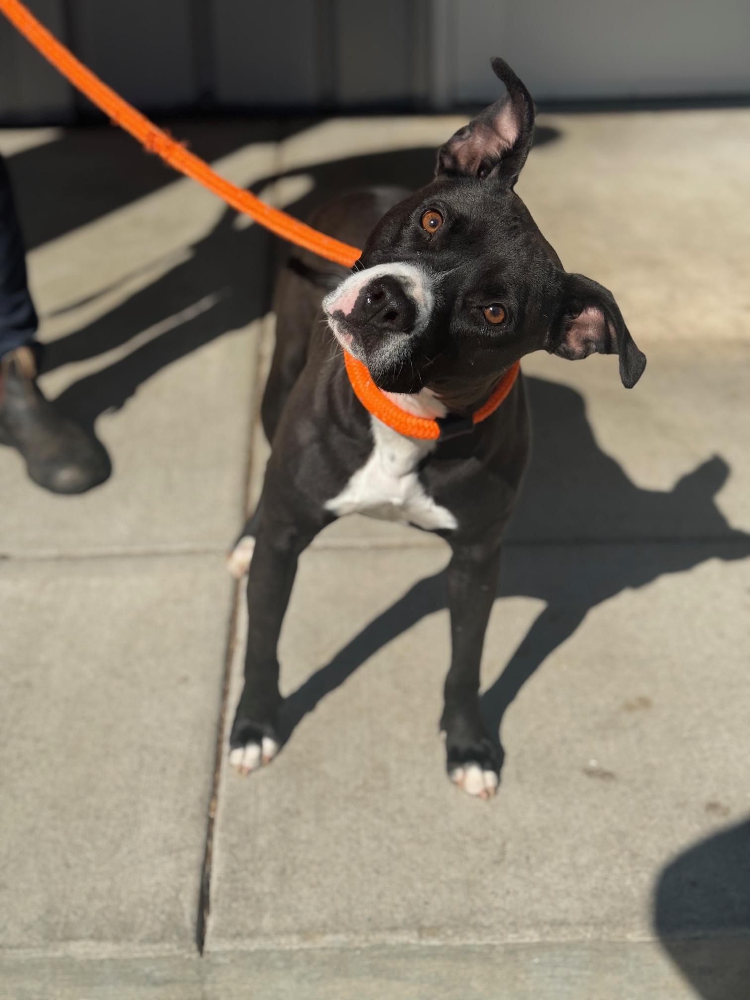 Enlarge Crow, a Adoptable mixed breed in Benton Harbor, MI image 2/5