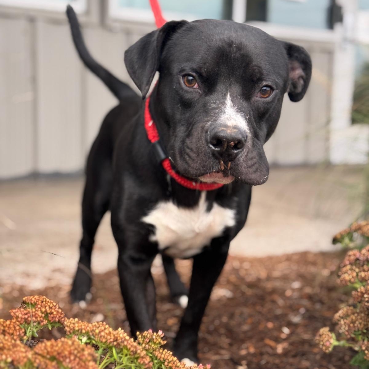 Enlarge Crow, a Adoptable mixed breed in Benton Harbor, MI image 1/5