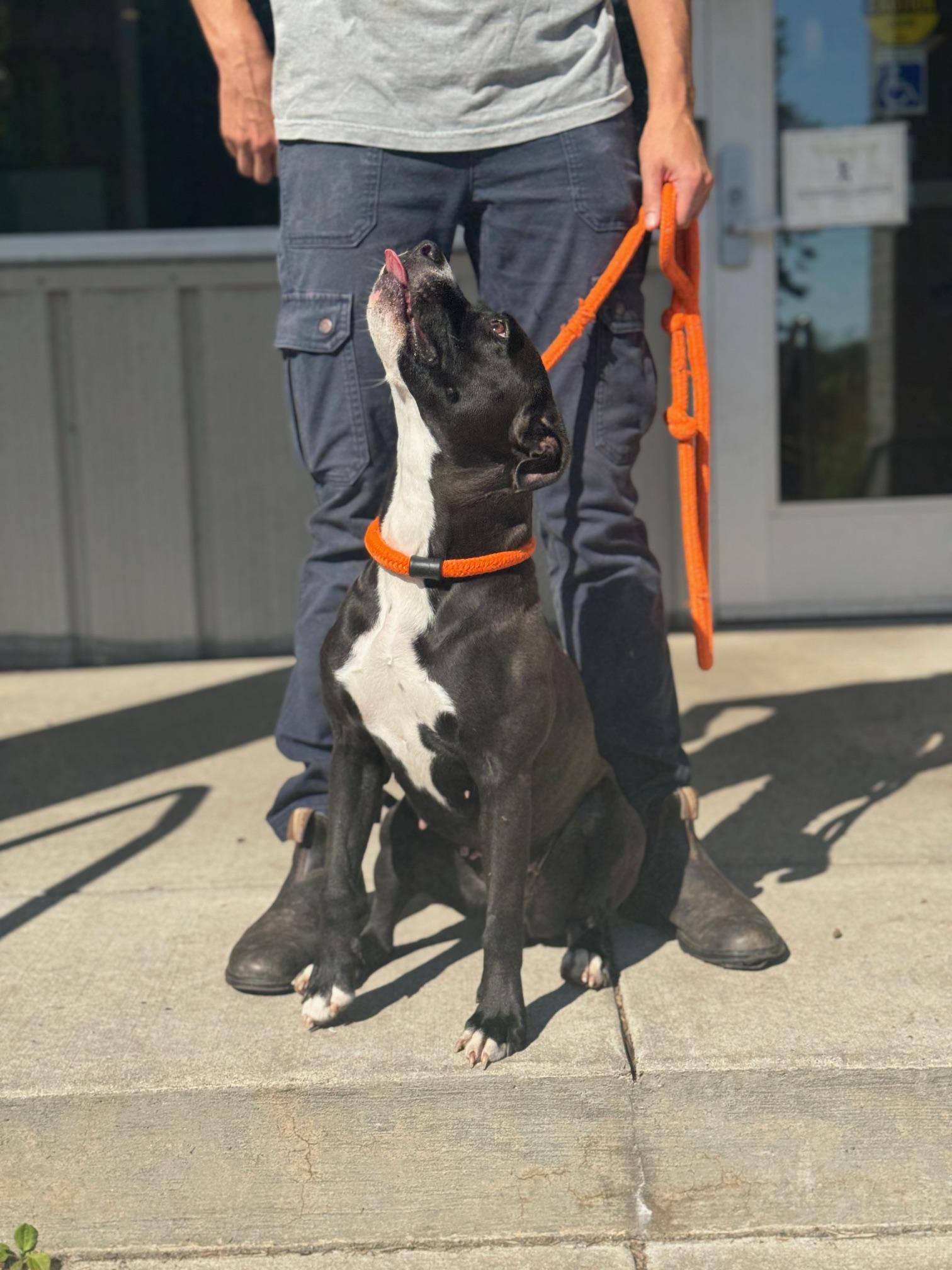 Enlarge Crow, a Adoptable mixed breed in Benton Harbor, MI image 5/5