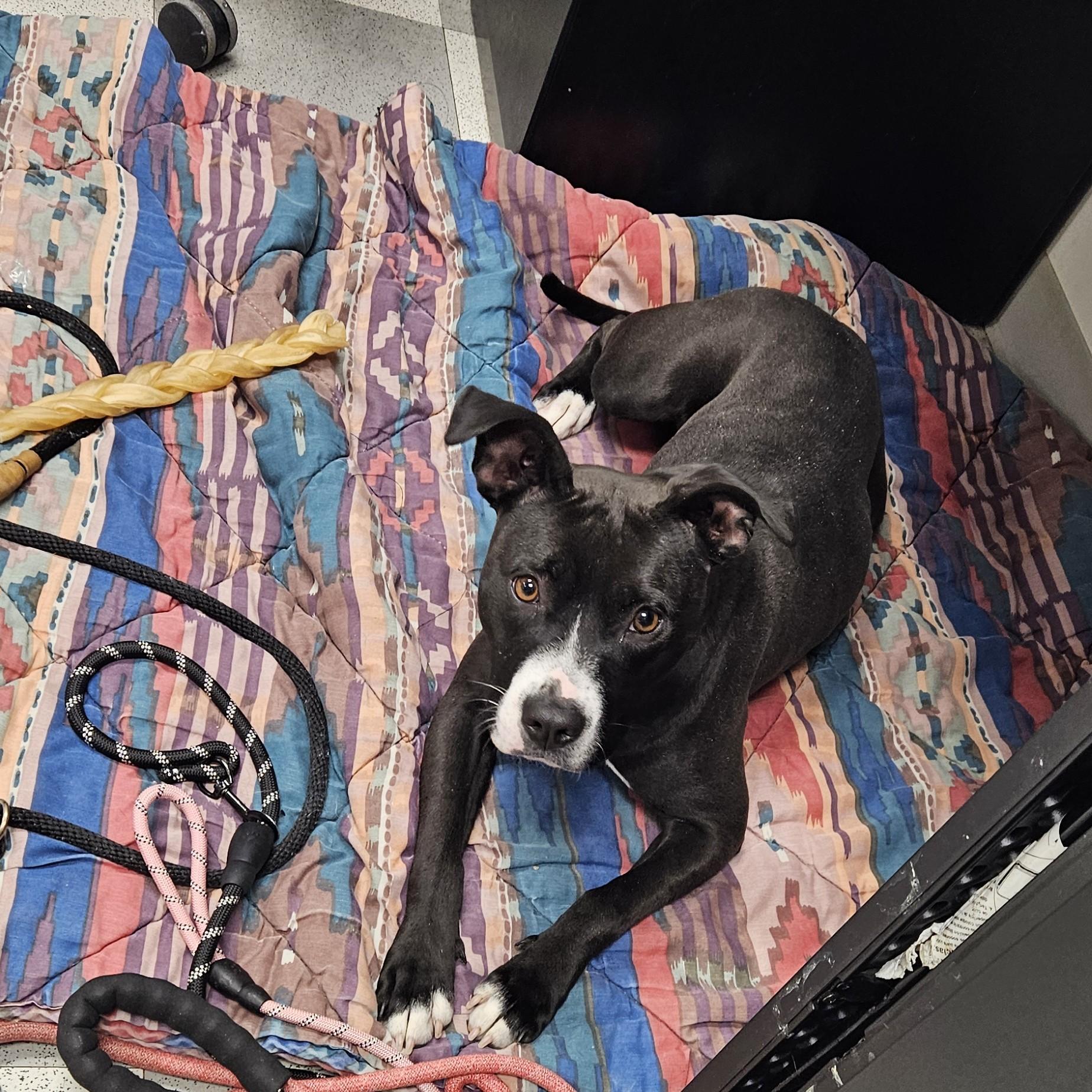 Enlarge Crow, a Adoptable mixed breed in Benton Harbor, MI image 3/5
