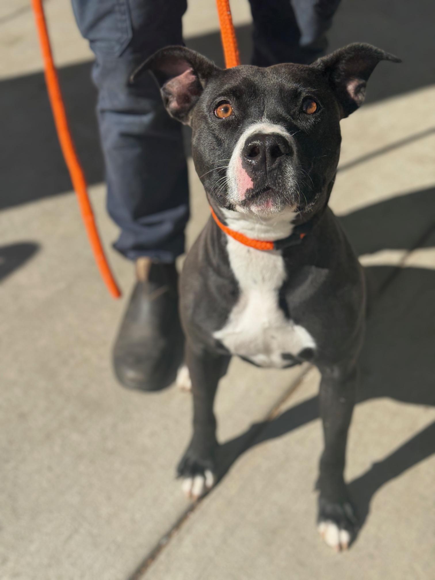 Enlarge Crow, a Adoptable mixed breed in Benton Harbor, MI image 4/5