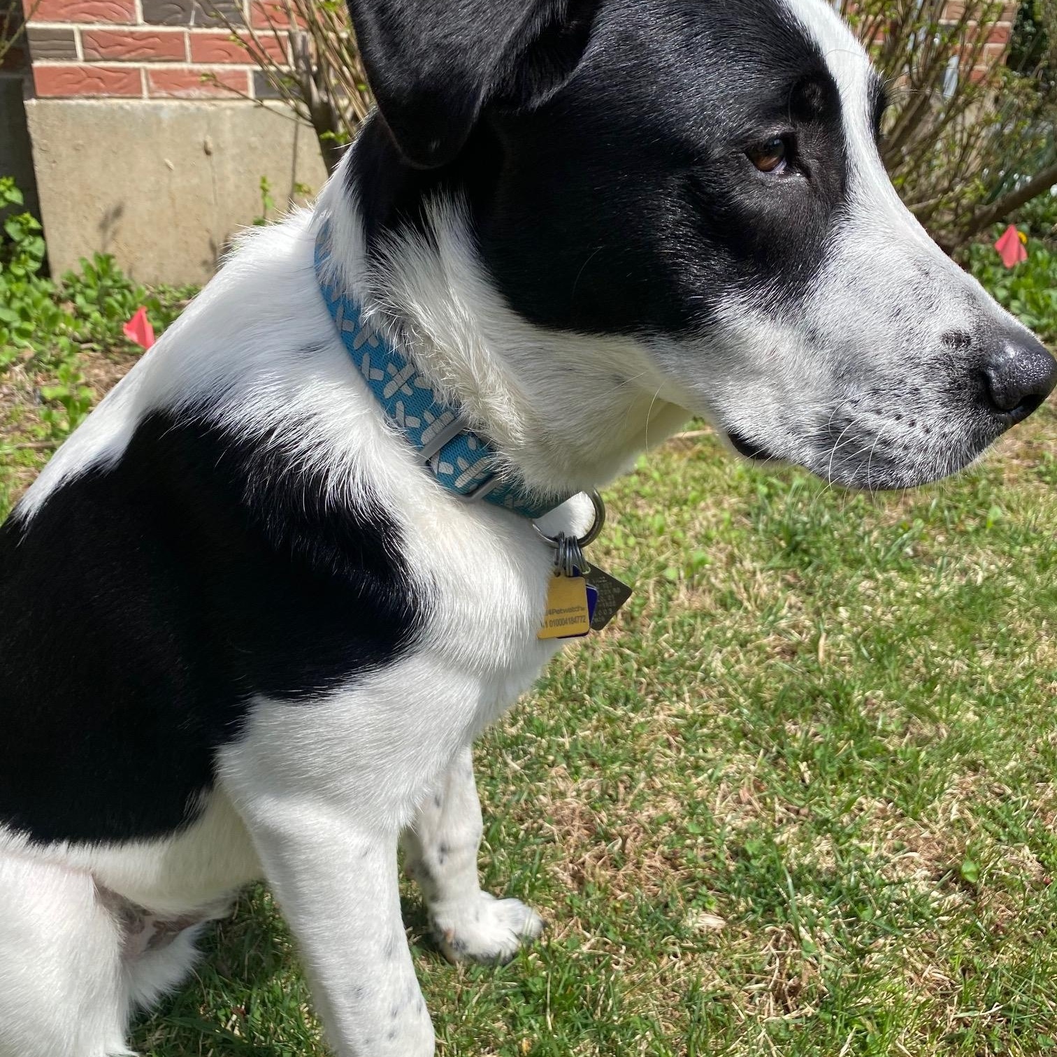 Enlarge Chowder, a ADOPTABLE mixed breed in Simsbury, CT image 3/4