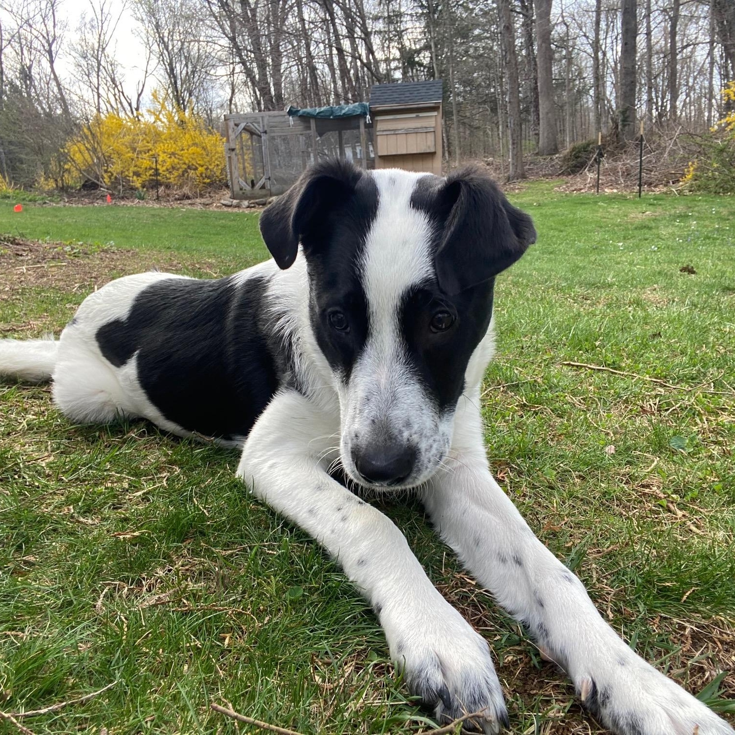 Enlarge Chowder, a ADOPTABLE mixed breed in Simsbury, CT image 2/4