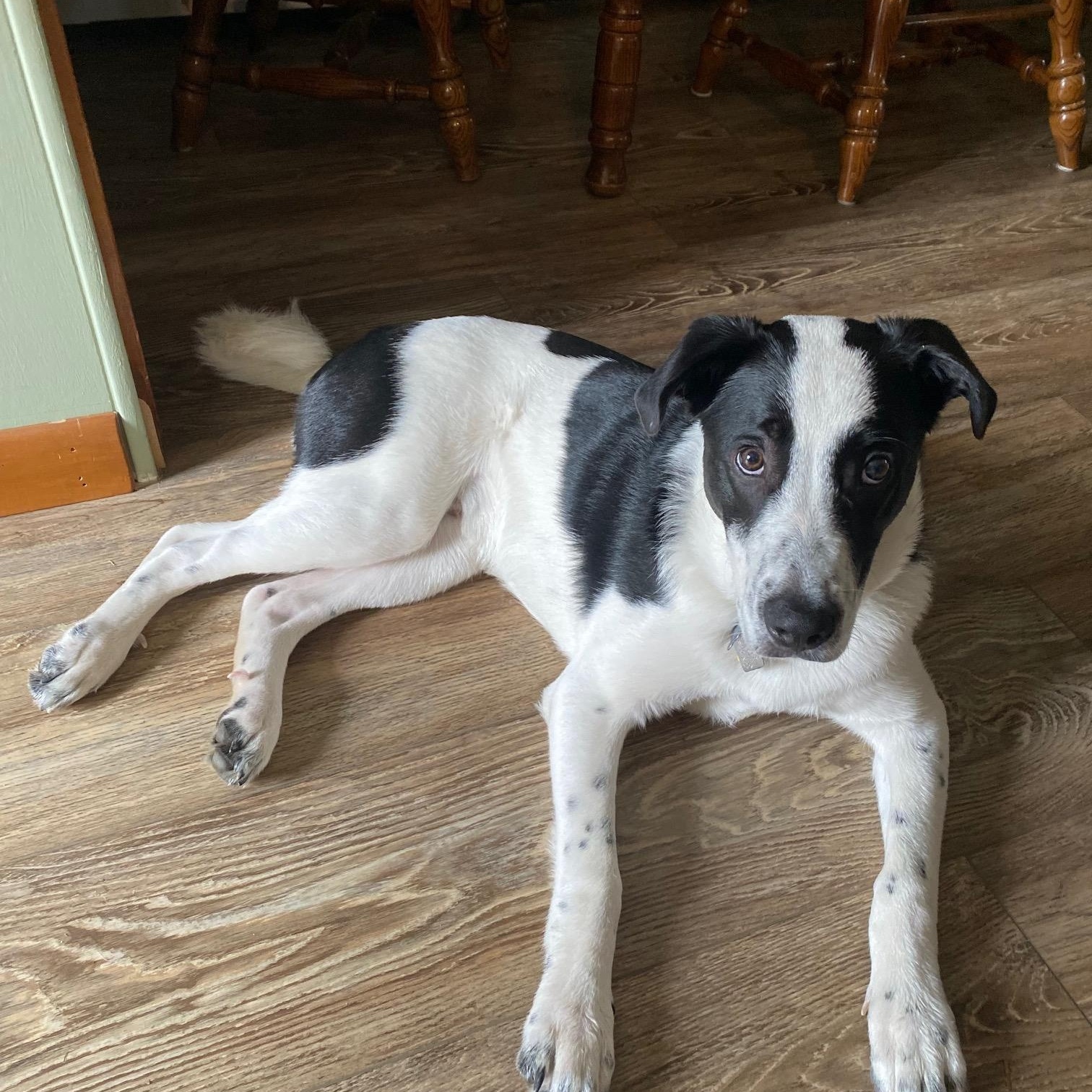Enlarge Chowder, a ADOPTABLE mixed breed in Simsbury, CT image 4/4