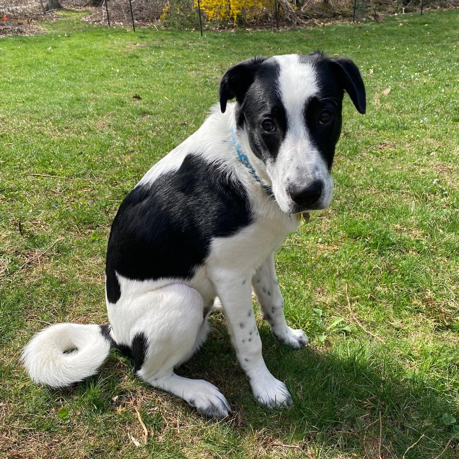 Enlarge Chowder, a ADOPTABLE mixed breed in Simsbury, CT image 1/4