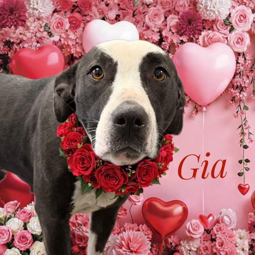 Enlarge Gia, a ADOPTABLE Mixed Breed in Flint, MI image 1/1