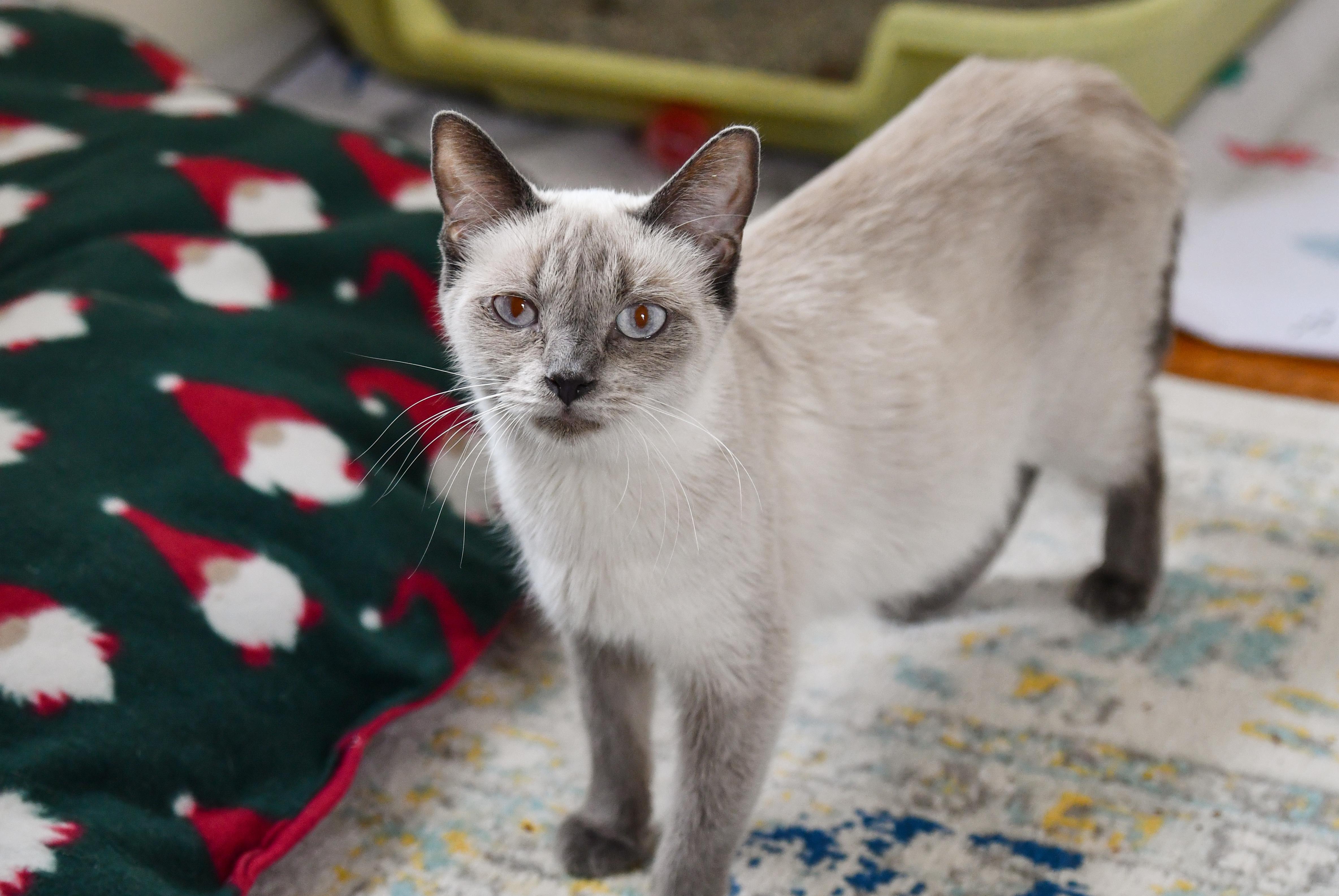 Enlarge Catherine , an adopted Siamese in Hermitage, PA image 1/1