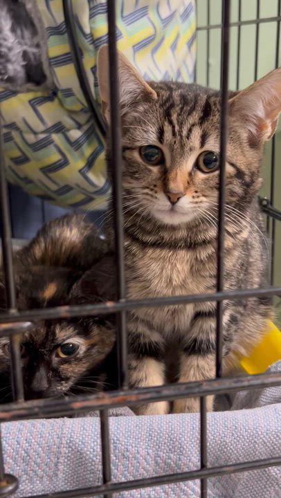 Cloud Female Kitten, a ADOPTABLE Domestic Short Hair in West Nyack, NY image 4/4
