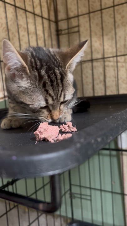 Enlarge Cloud Female Kitten, a ADOPTABLE Domestic Short Hair in West Nyack, NY video 1/4