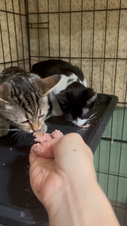 Enlarge Cloud Female Kitten, a ADOPTABLE Domestic Short Hair in West Nyack, NY video 3/4