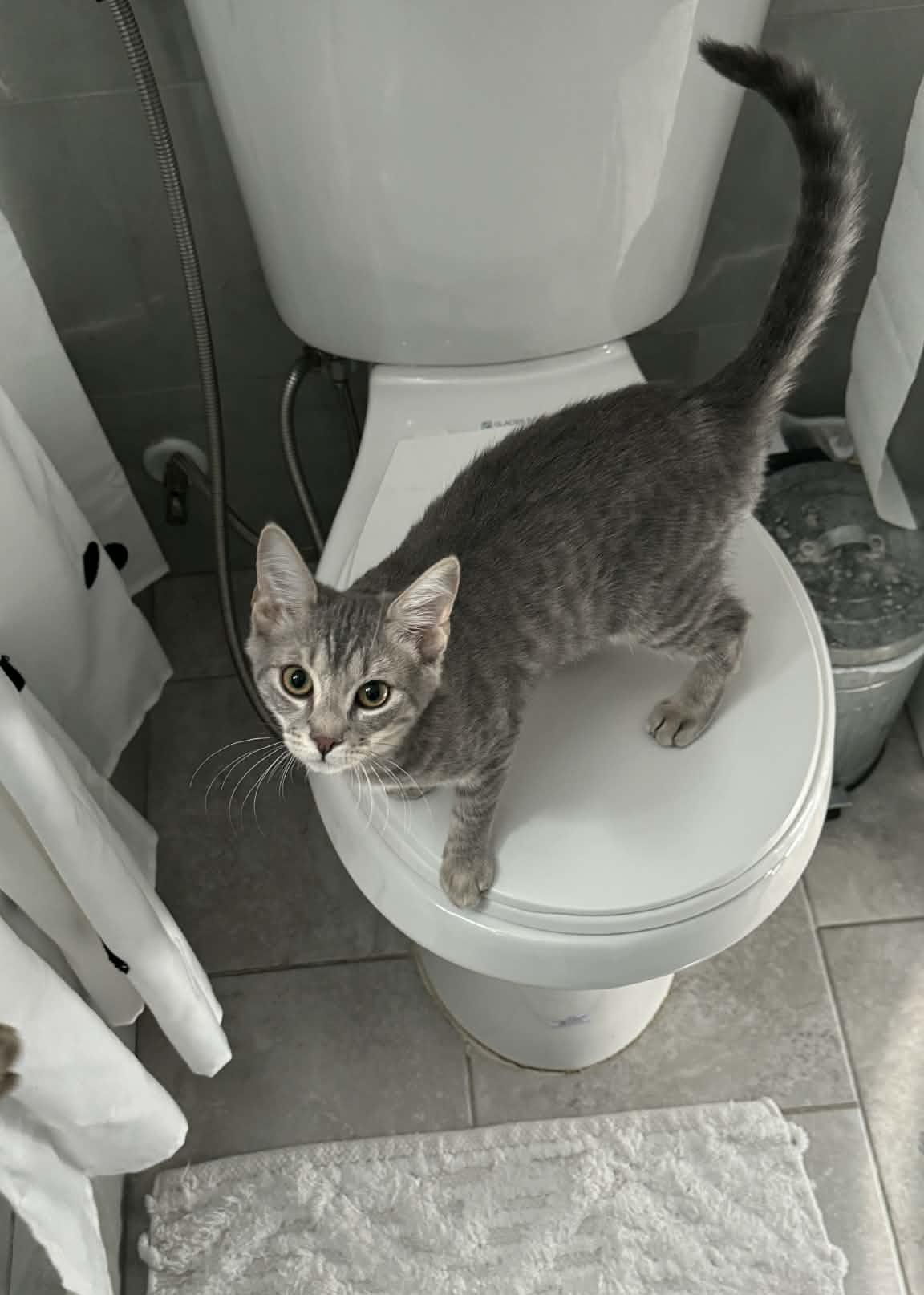 Enlarge Ash Paschall, an adopted Domestic Short Hair in Philadelphia, PA image 2/6