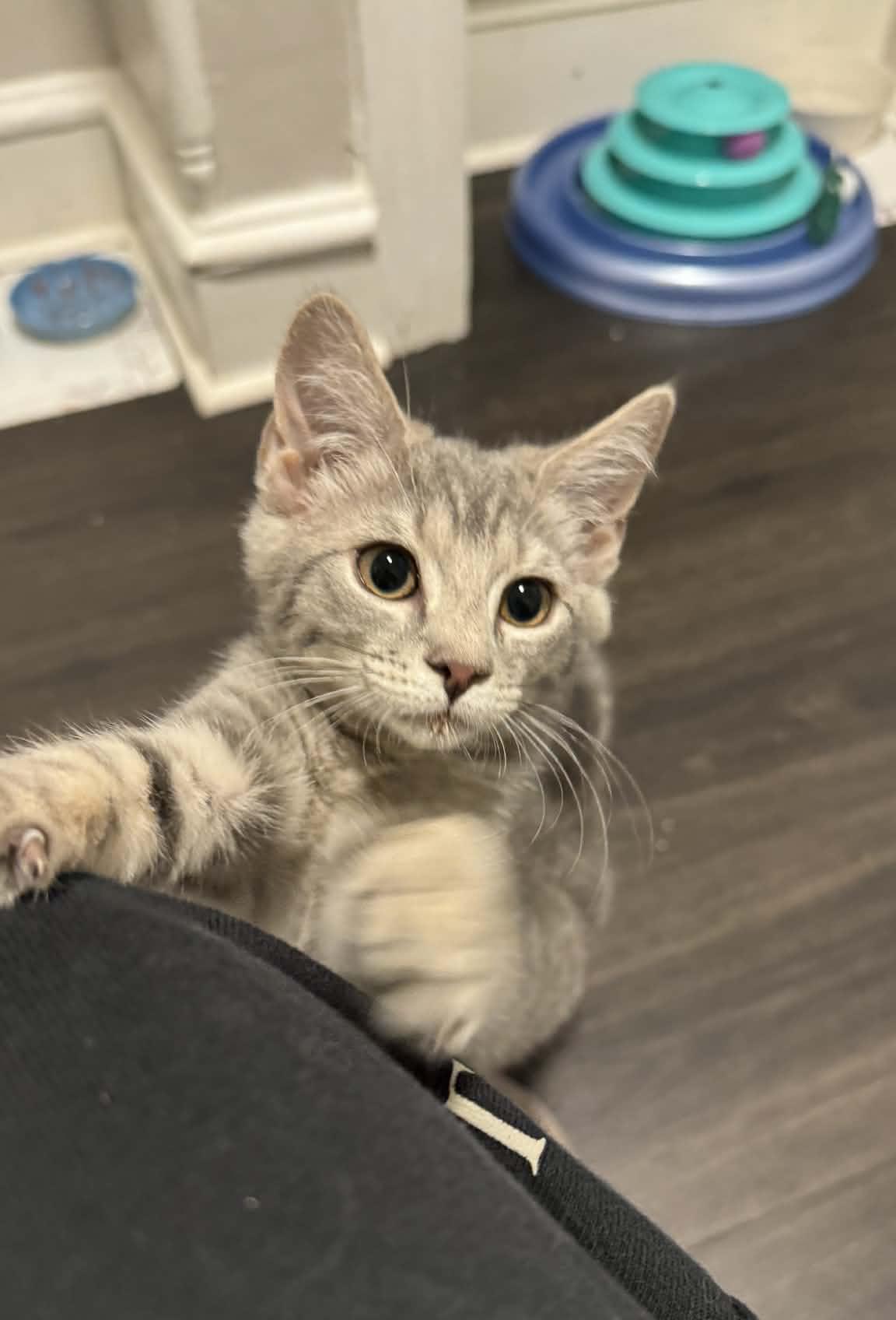 Ash Paschall, adopted, Kitten Female Domestic Short Hair.