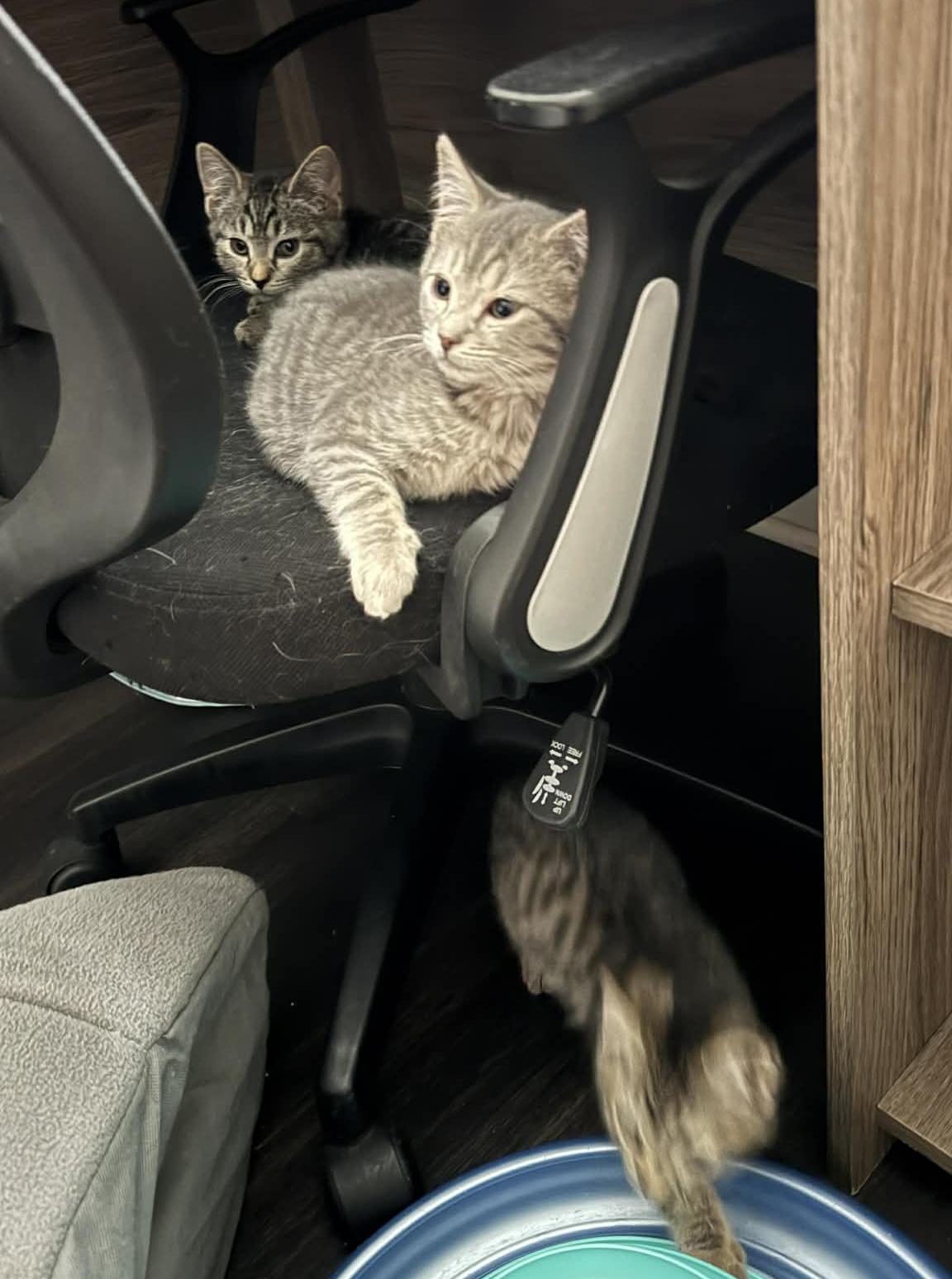 Enlarge Ash Paschall, an adopted Domestic Short Hair in Philadelphia, PA image 6/6