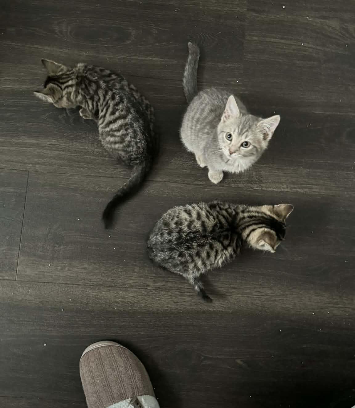 Enlarge Ash Paschall, an adopted Domestic Short Hair in Philadelphia, PA image 5/6