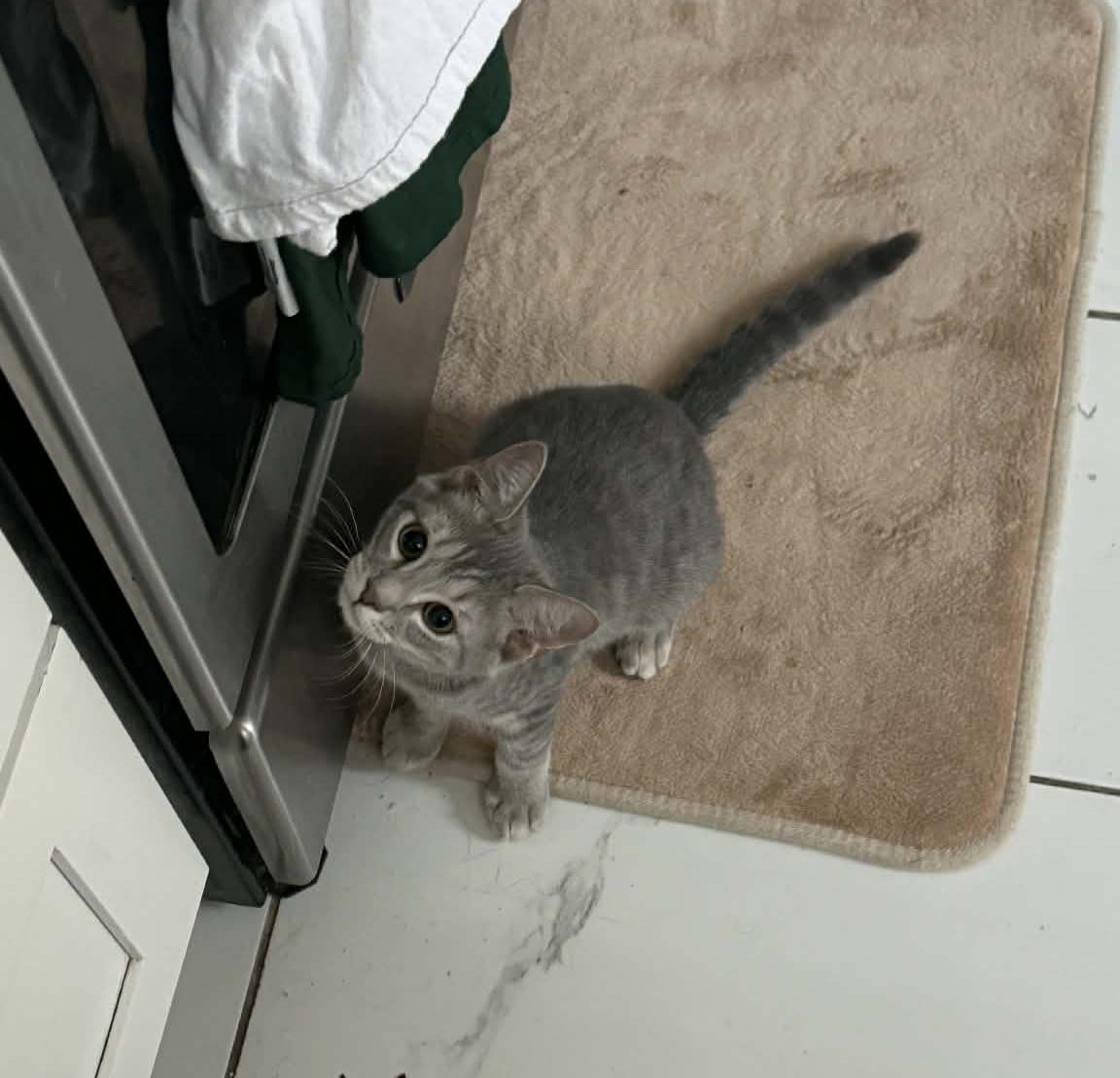 Enlarge Ash Paschall, an adopted Domestic Short Hair in Philadelphia, PA image 3/6