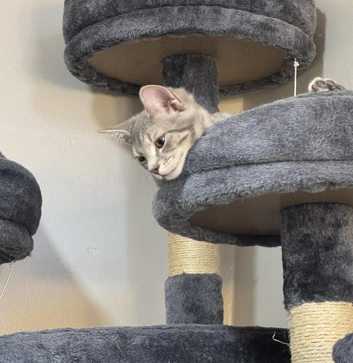 Enlarge Ash Paschall, an adopted Domestic Short Hair in Philadelphia, PA image 4/6