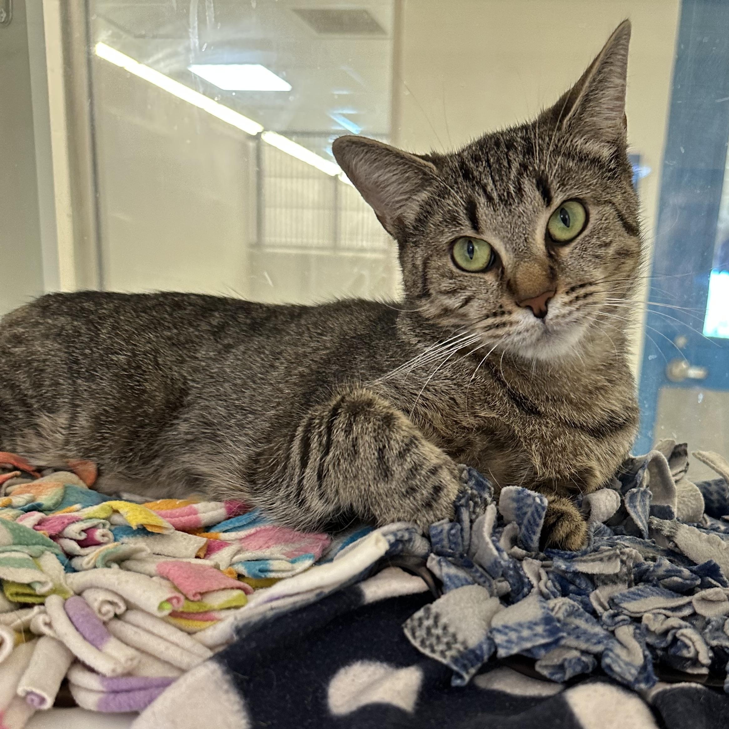 Enlarge Blossom (ID 52333), a Adoptable Domestic Short Hair in Manassas, VA image 1/1